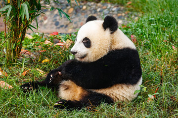 Obraz premium Giant panda bear eating
