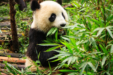 Giant panda eating bamboo © Pete Niesen Photo