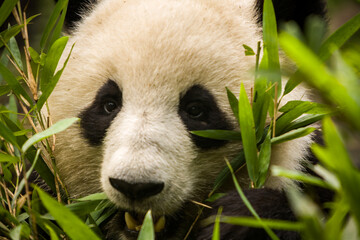Giant panda bear chewing bamboo © Pete Niesen Photo