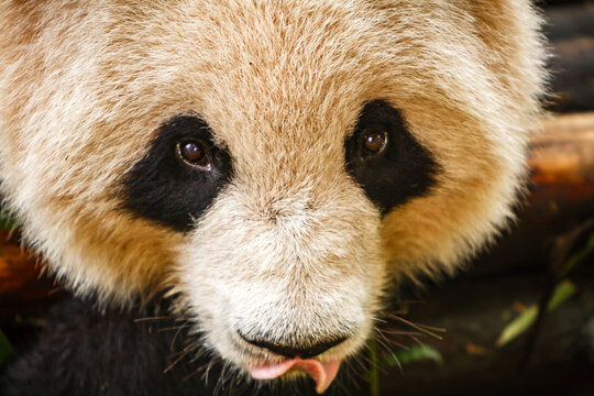 Closeup of giant panda bear's face