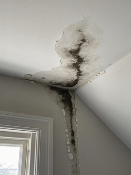 Severe black mold growth spreading across a damp ceiling corner caused by water leak and moisture damage inside a residential home