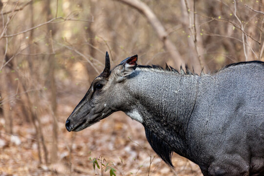 Close up of nilgai or blue bull, Boselaphus tragocamelus, wandering the woodlands of Sasan Gir national park