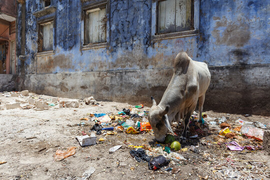Closeup of goat gorging on garbage found in the street in Gujarat, India