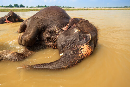 Asian elephants (Elephas maximus) bathing in a river.