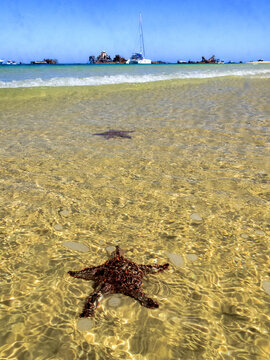 Starfish against backdrop of ships and shipwrecks at Moreton Island