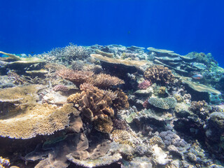 Coral Colony on Great Barrier Reef Australia © Pete Niesen Photo