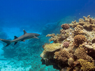 Whitetip Reef Shark ,  Triaenodon Obesus,   Great Barrier Reef Australia © Pete Niesen Photo