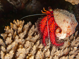 Hermit crab at night Great Barrier Reef Australia © Pete Niesen Photo
