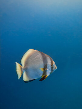 Black and White Angelfish Heniochus acuminatus Great Barrier Reef Australia