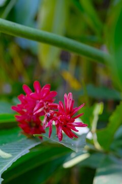 Fresh Alpinia purpurata or red ginger plant growing in lush green tropical foliage.Lengkuas merah