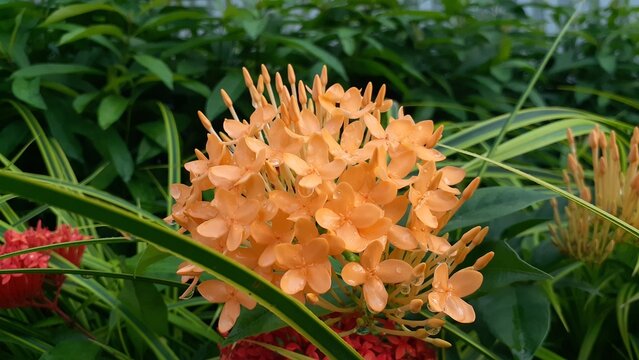 Beautiful peach colored Ixora chinensis flowers in the garden. Also known as Chinese ixora or bunga soka.