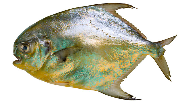 Shiny silver and green fish, isolated on transparent background