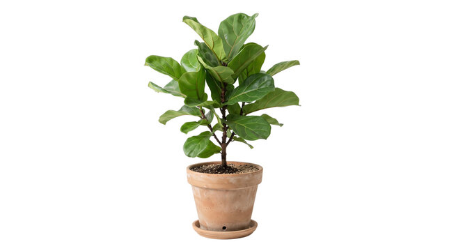fiddle leaf fig plant isolated on transparent background png