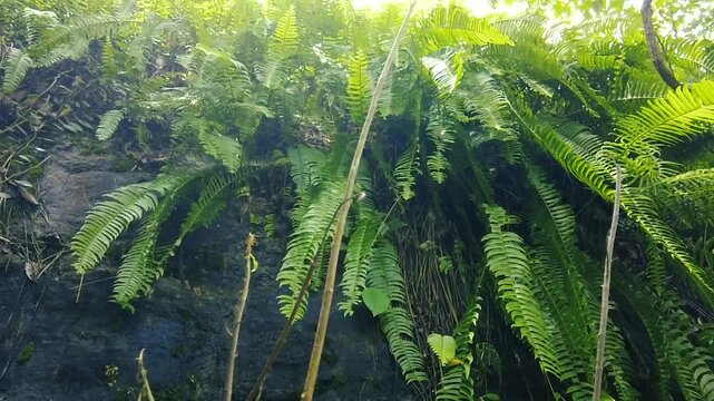 Lush green tropical ferns growing on rocky cliff face low angle shot stock photo nature background