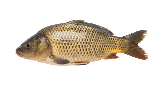 common carp fish isolated on transparent background png