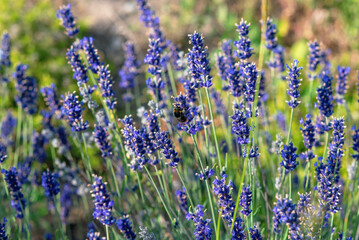 Obraz premium Tranquil lavender field in summer sunlight with striped bumblebee on flower. Relaxation and wellness
