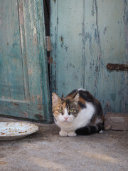 Island Cat standing in Front of a Door © Doria