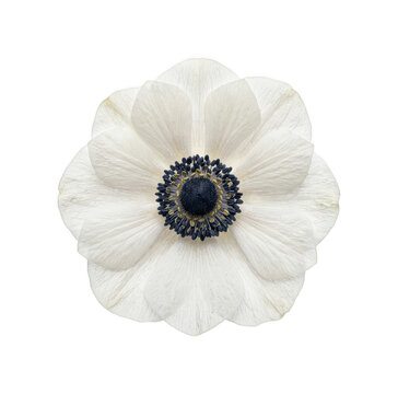 Elegant white anemone png pristine botanical blossom cutout detailed floral anemone png delicate single flower cutout soft petal anemone isolated transparent background image
