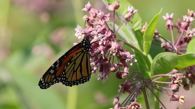 Monarch butterfly feeding on common milkweed. 