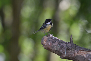 Great tit on a branch © Fleur