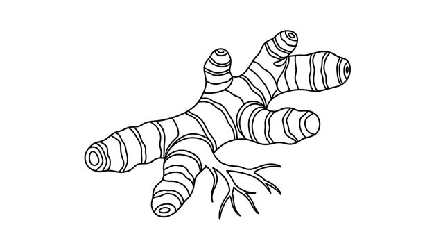 Illustration of ginger root on white background.