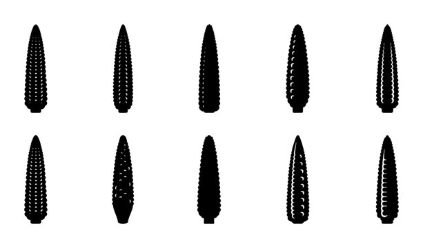 Set of 10 Black Corn Cob Vector Icons, Agricultural Harvest Symbols, Organic Food Graphics, Maize Plant Silhouettes for Food Industry and Farming Concepts