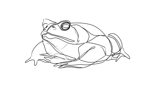 Detailed line art frog illustration white background.
