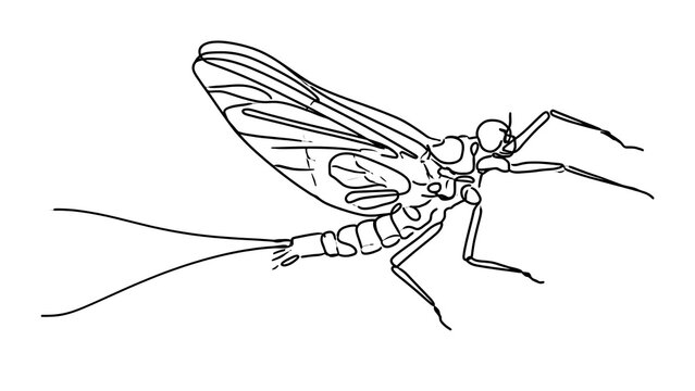 Detailed line art of a mayfly on white background.