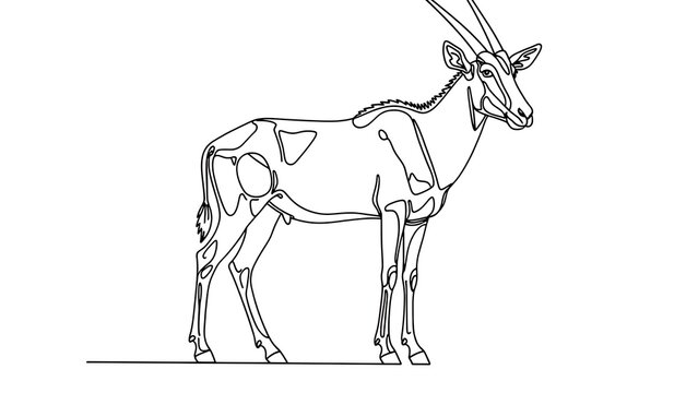 Line art oryx antelope illustration white background.