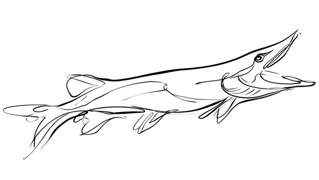Line drawing of a sawfish on white background.
