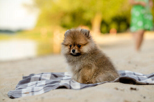 Little sable Pomeranian spitz puppy on a blanket at the beach