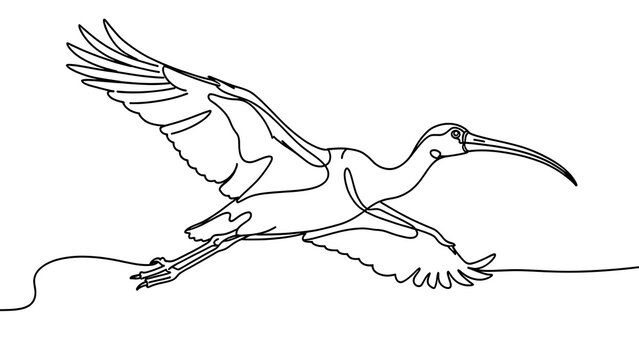 Flying ibis bird illustration white background.
