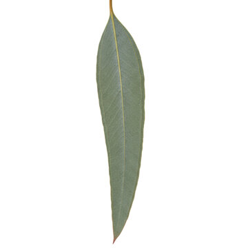 An elongated, muted silvery-green eucalyptus leaf with a glaucous waxy bloom, showing intricate veins and oil glands on a transparent background. Tranquil botanical study