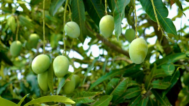 Light green Nam Dok Mai mangoes hanging on the tree, surrounded by leaves in warm evening sunlight	