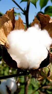 Cotton boll swelling and bursting in timelapse during summer in a field