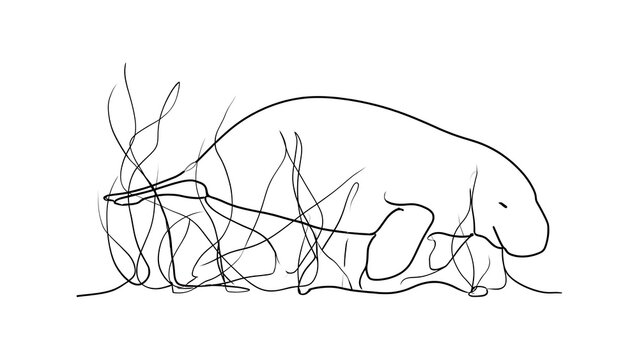 Manatee line art illustration white background.