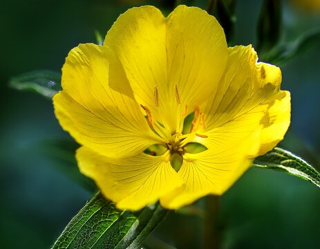 bright yellow flower of evening primrose oenothera biennis in summer garden extreme close up
