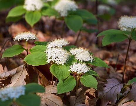 bunchberry flowering cornus canadensis on forest floor cornus white leaf litter