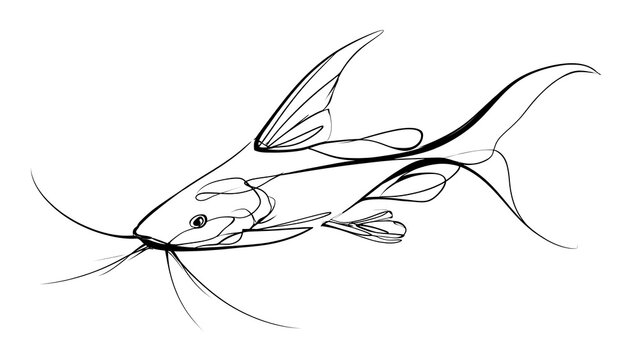 Catfish line drawing illustration white background.