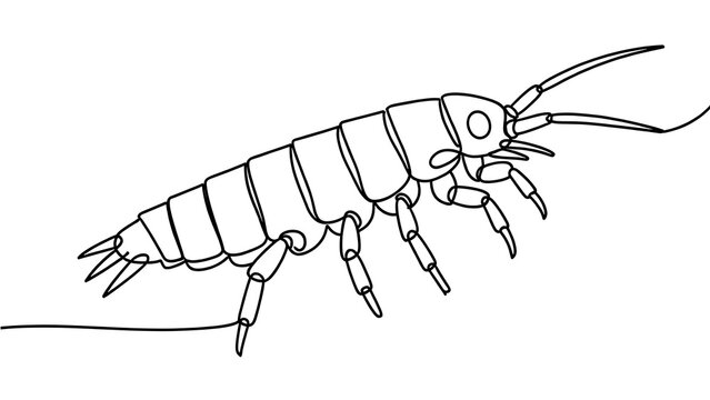 Detailed line drawing of a silverfish on white background.