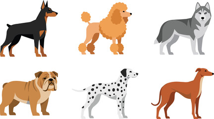 Flat vector set of popular dog breeds including Doberman Poodle Husky Bulldog Dalmatian and Greyhound © SreemotiDoya