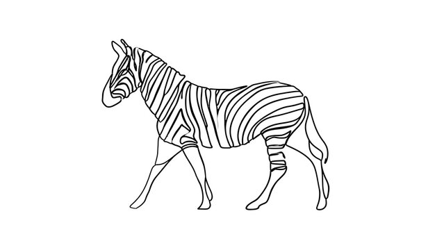 Zebra line art illustration on white background.