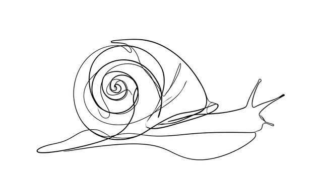 Minimalist snail line art illustration white background.