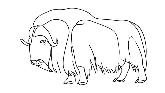 Minimalist bison line drawing white background.