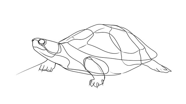 Minimalist turtle line drawing on white background.