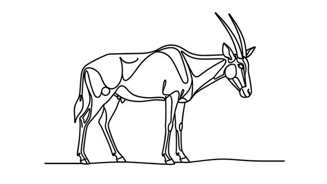 Oryx antelope line drawing white background.