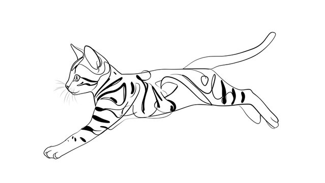 Running tiger striped cat illustration white background.