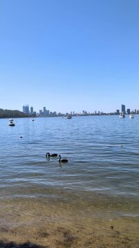 Graceful black swans glide across the clear blue waters of the Swan River with the city skyline of Perth visible in distance