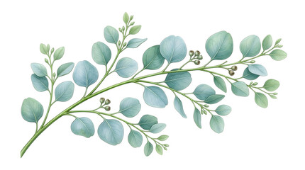 Obraz premium Botanical Eucalyptus Leaves Illustration Isolated on White Background