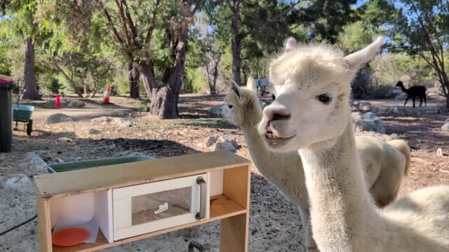 Two curious white alpacas stand near a small wooden toy oven in a sunny park setting during the middle of the day